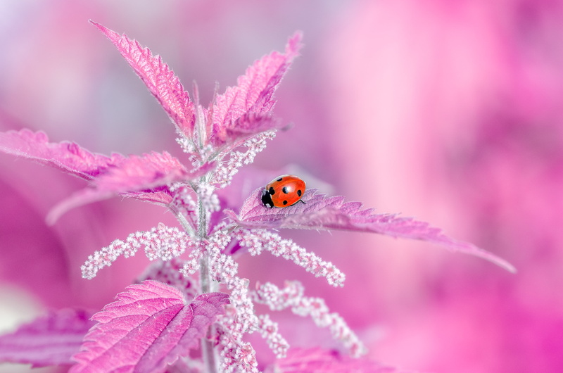 Wild, Macro, Ladybug, 4K, summer, springtime, grass, insect, leaf, green Color, red, flower, Photography, Colorful, beetle, beauty In Nature, animal, imagination