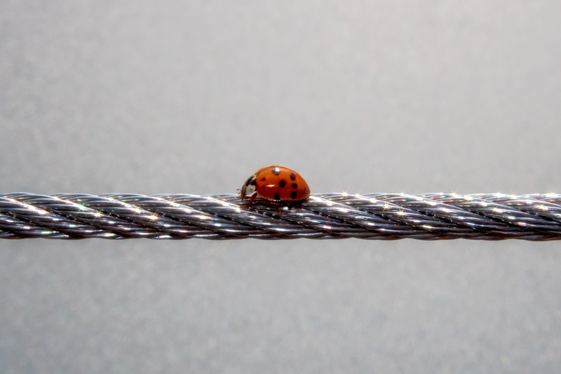 animal world, studio shot, animal markings, animal themes, insect, animals in the wild, lucky ladybug, copy space, 5K, animal wildlife, invertebrate, beetle