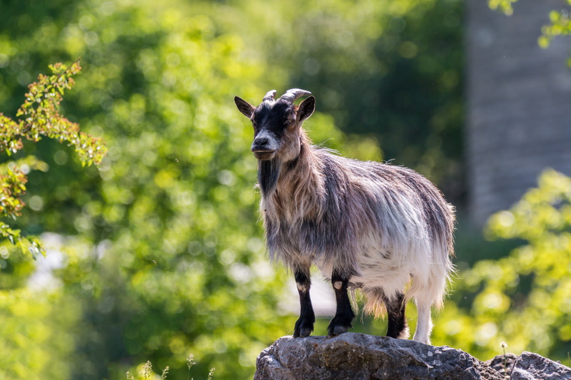 goats head, animal world, domestic animals, animal themes, nature, focus on foreground, curious, horns, horned, livestock, grass, full length, outdoors