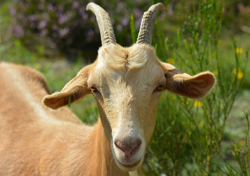 animal head, grass, agriculture, pillar, pasture, smile, delicious, posing, ungulate, animal ear, horns, animal body part, nature, goatee, pets, face, domestic