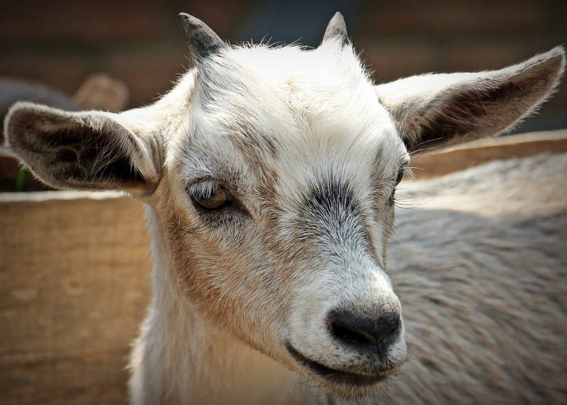 pets, horns, mammals, creature, goat, photography, domestic, wildlife photography, animal body part, day, farm, focus, animal world, agriculture, domestic animals