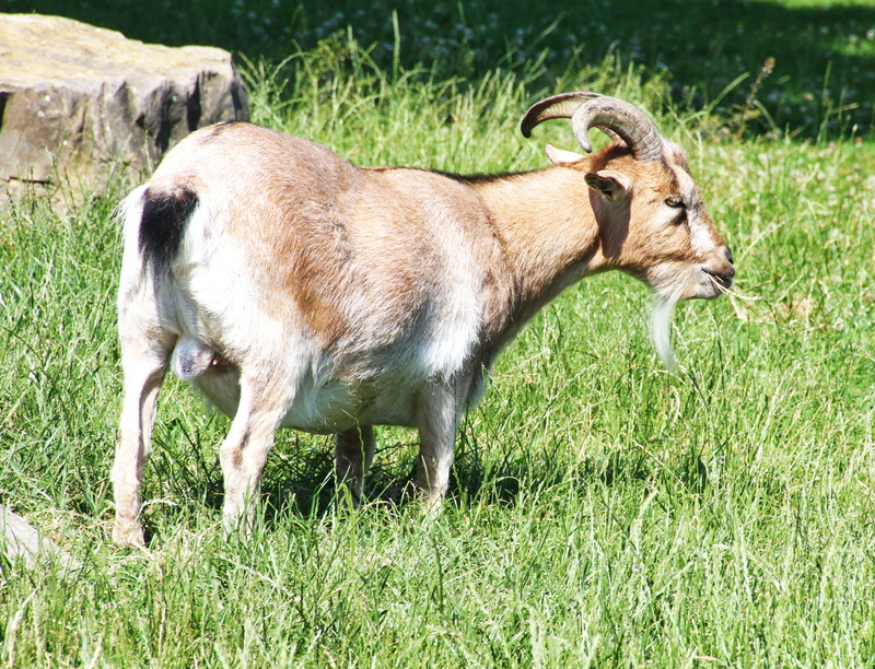 land, plant, grass, outdoors, fur, domestic, one animal, mammal, zoo, agriculture, side view, 4K, goat buck, meadow, nature, herbivorous, vertebrate, farm