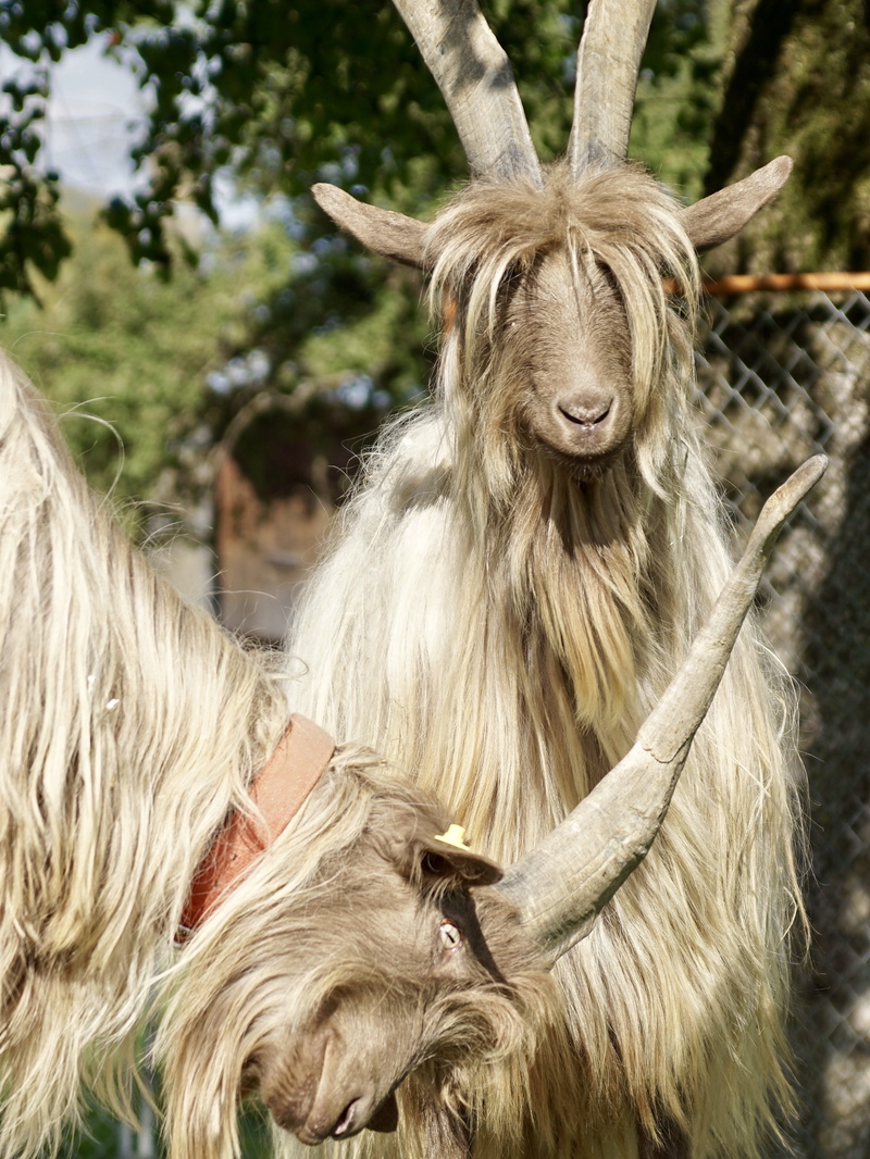 bock, copper neck goat, switzerland, day, animal head, hair, goat, focus on foreground, domestic animals, domestic, tame, pro specie rara, livestock, goatee