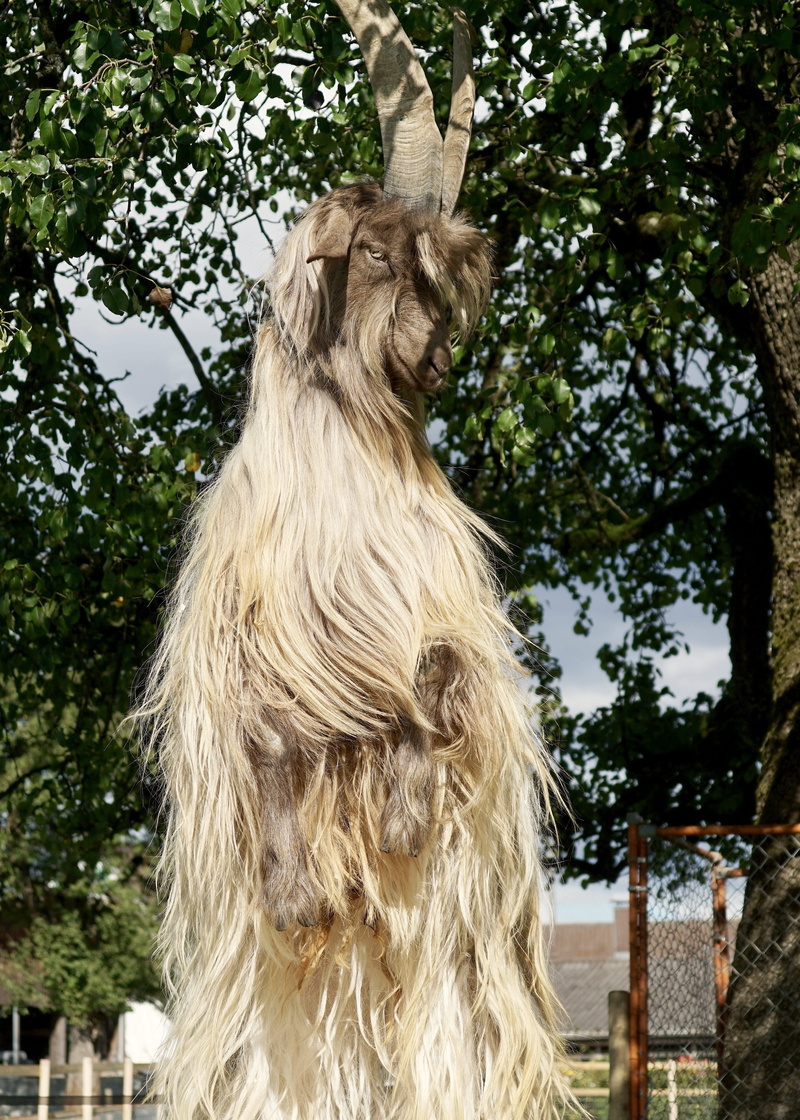 copper neck goat, animal themes, animal head, country life, creature, stands, animal world, focus on foreground, goat, plant, bock, 4K, horned, farm, mammal