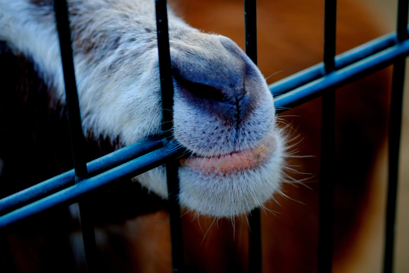 no people, snout, animal, zoo, animal head, close, goats snout, vertebrate, fence, boundary, billy goat, pet, 4K, grid, barrier, animal mouth, cage, pets