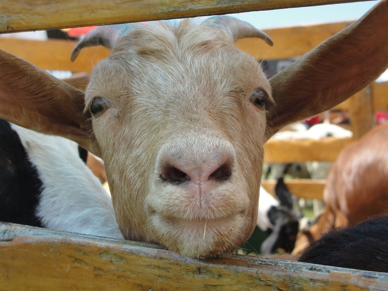 funny, people, domestic animals, mammal, portrait, cute, breeding, milk, horn, day, agriculture, does, whitby, stock, snout, head, curiosity, country, animal mouth