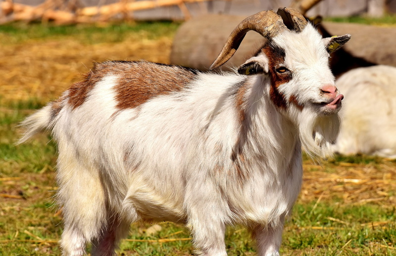 4K, no people, white, domestic, standing, cow, wildlife photography, goat buck, animal themes, goat, cattle, domestic goat, animal world, plant, domestic animals