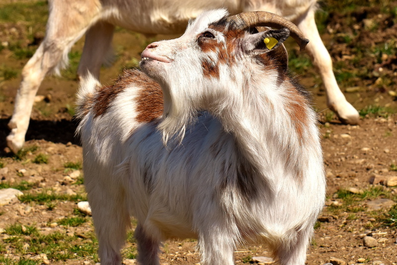 plant, billy goat, wildlife photography, pasture, outdoors, nature, goatee, agriculture, day, no people, herbivorous, good aiderbichl, animal world, creature