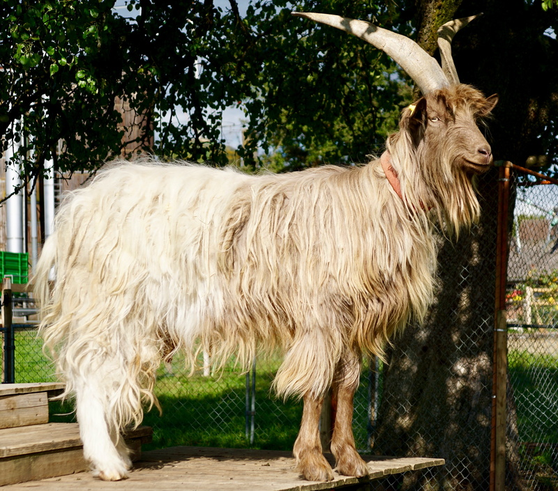 nature, white, paarhufer, barrier, day, outdoors, pets, animal hair, goats, mammal, copper neck goat, 4K, herbivorous, goat buck, bock, pet, wooden, stair