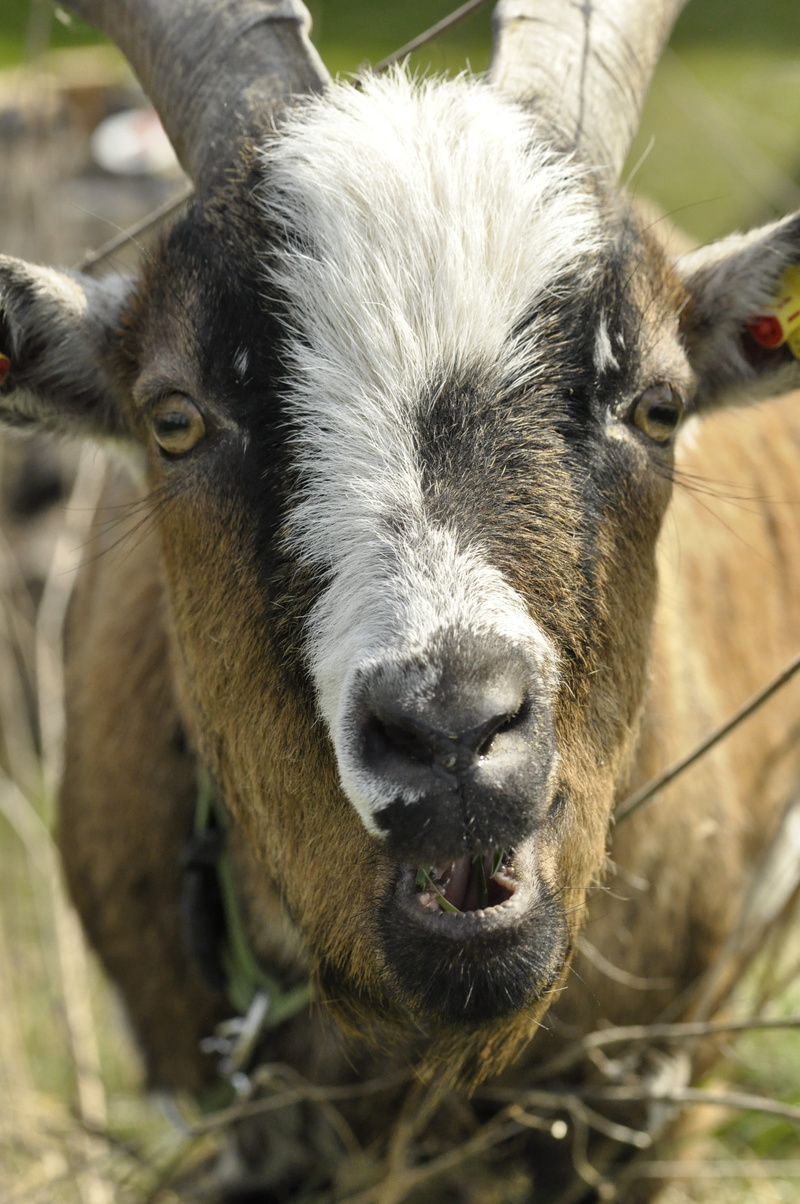 one animal, black and white, face, outdoors, zoo, domestic animals, animal nose, ruminant, mammals, bock, eats, curious, brown, billy goat, animal, day