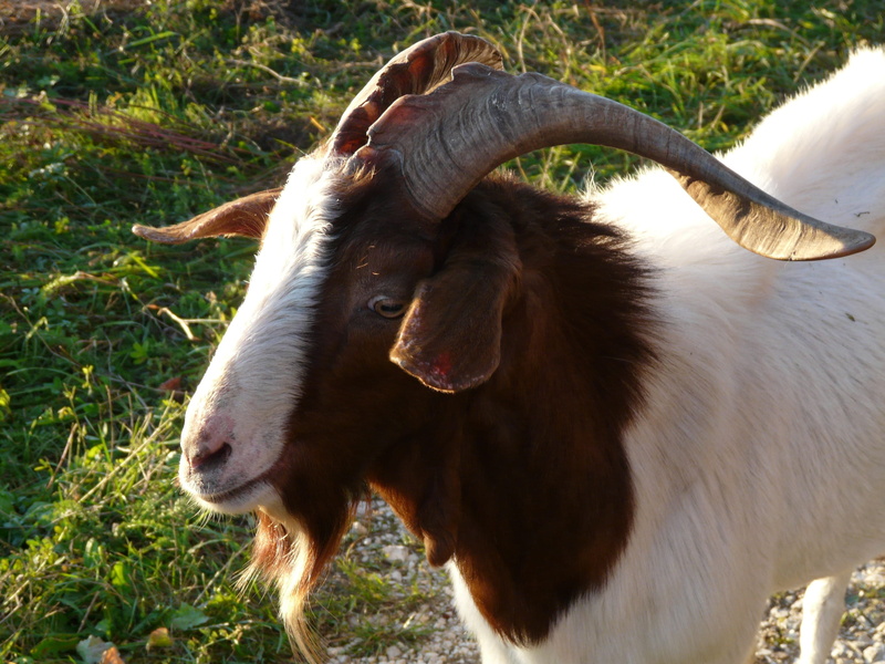 Portrait, plant, no people, animal themes, horn, cow, animals And Pets, domestic, nature, Goat, grazing, pets, land, animal, domestic animals, farm, goatee