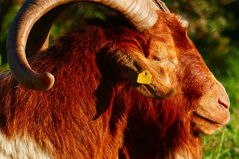 animal body part, bock, domestic goat, animal, day, bask, relaxation, cattle, shot, animal wildlife, horns, focus on foreground, gray, photography, vertebrate