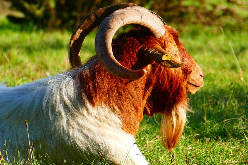 domestic, animals And Pets, meadow, goat, goatee, pets, day, green Color, brown, field, grass, bock, relaxation, no people, one animal, nature, bask, rest