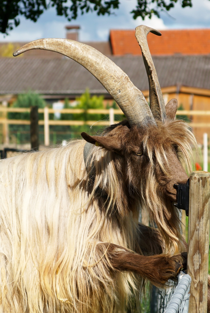 day, switzerland, large, funny, copper neck goat, rarely, one animal, hair, male, livestock, public record, fur, animal wildlife, paarhufer, animal head