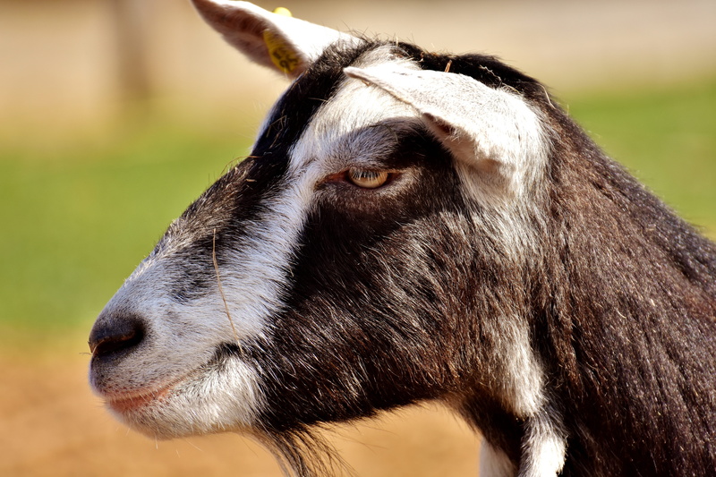 wildlife photography, focus on foreground, domestic, animal eye, farm, 5K, herbivorous, livestock, profile view, animal themes, looking, close-up, animal head