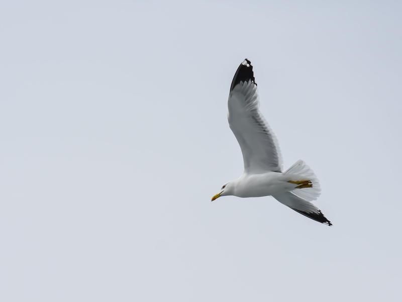 motion, animals, sky, wildlife, nature, day, mid-air, clear sky, bird, copy space, vertebrate, greece, animal themes, spread wings, animal, white, one animal