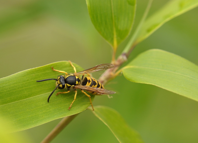 green color, day, focus on foreground, selective, insect, plant, wasp, green, animal wildlife, bamboo, close, one animal, beauty in nature, growth, plant part