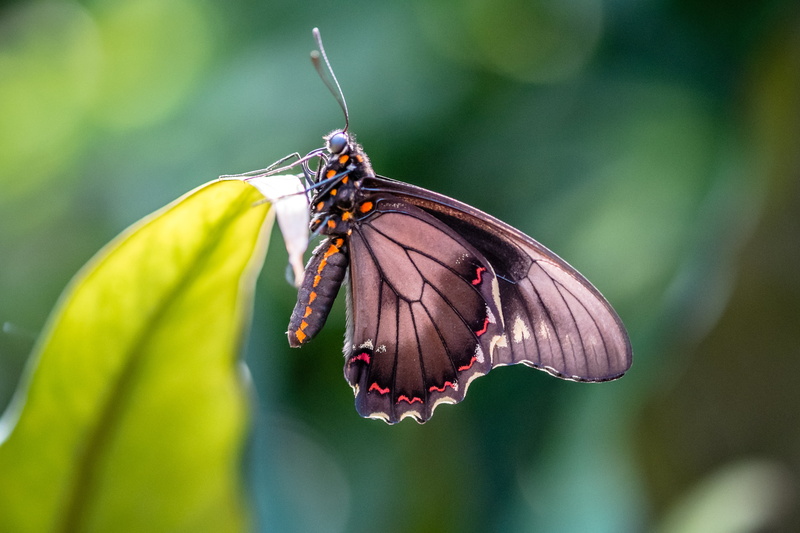 butterfly, daytime, insect, close, battus, green, grey, photography, close-up, break, macro, animal, animal Wing, summer, leaf, butterfly - Insect, green leaf