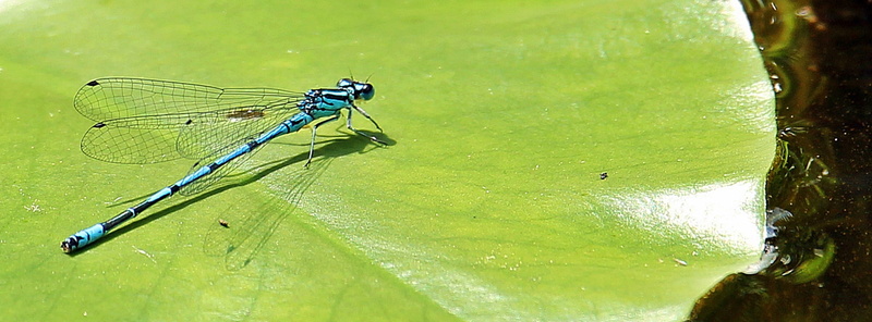 lily pad, fauna, green, close-up, focus, biotope plant, nuphar pumila leaf, plant part, blue, dragonfly on leaf of nuphar lutea, summer, close, one animal