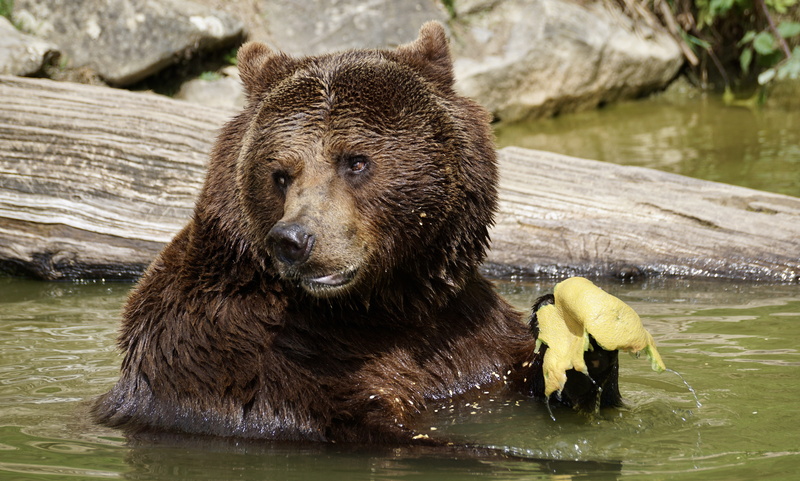 one animal, outdoors, grizzly bear, fur, wildlife park, swim, Zoo, vertebrate, brown, wood - material, animal themes, bear, survival, eat, animal wildlife