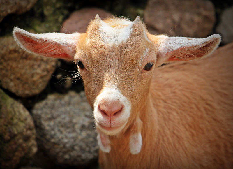 kid, brown, looking at camera, horns, livestock, animal themes, animal ear, herbivorous, snout, wildlife photography, mammal, animal body part, outdoors