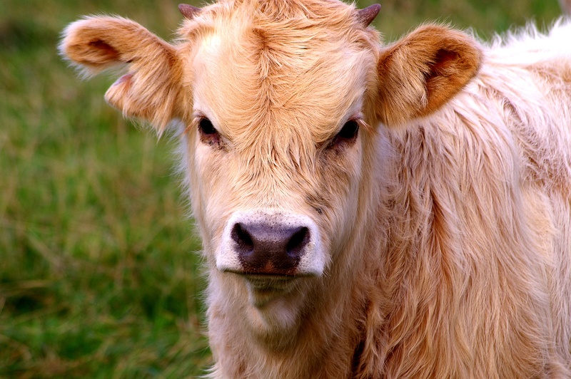 mammal, furry, nature, curious, cattle, animal body part, portrait, animal, water buffalo, young animal, close-up, agriculture, young calf, vertebrate