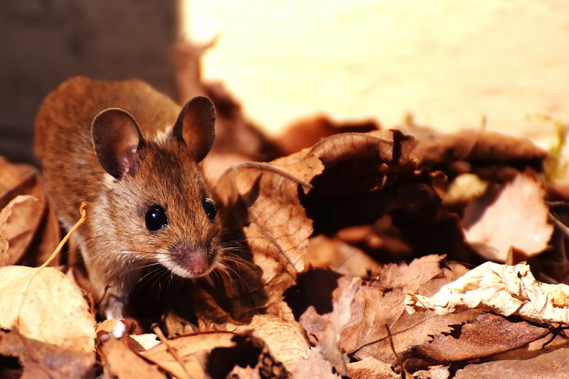 plant part, wild animal, focus on foreground, animal, apodemus sylvaticus, dried, focus, nager, photo, cute, pets, looking at camera, daytime, animals in the wild