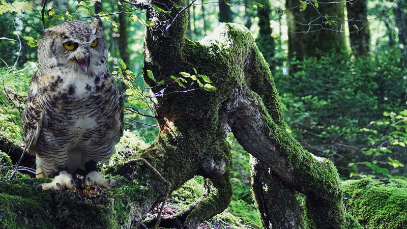 forest, plumage, branch, feather, vertebrate, emotional, aesthetic, growth, covered, emotions, animal world, animal themes, eagle owl, plant, 4K, nature