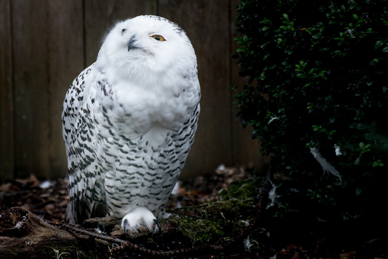 outdoors, forest, photo, vertebrate, animal wildlife, nocturnal, one animal, white color, animal themes, focus on foreground, white, Harry Potter, animal recording