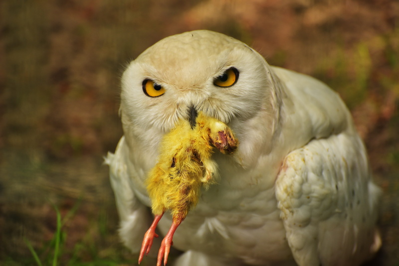 animal wildlife, animal recording, plumage, one animal, close-up, animal body part, animal, outdoors, parrot, Feather, animal eye, bird of prey, yellow