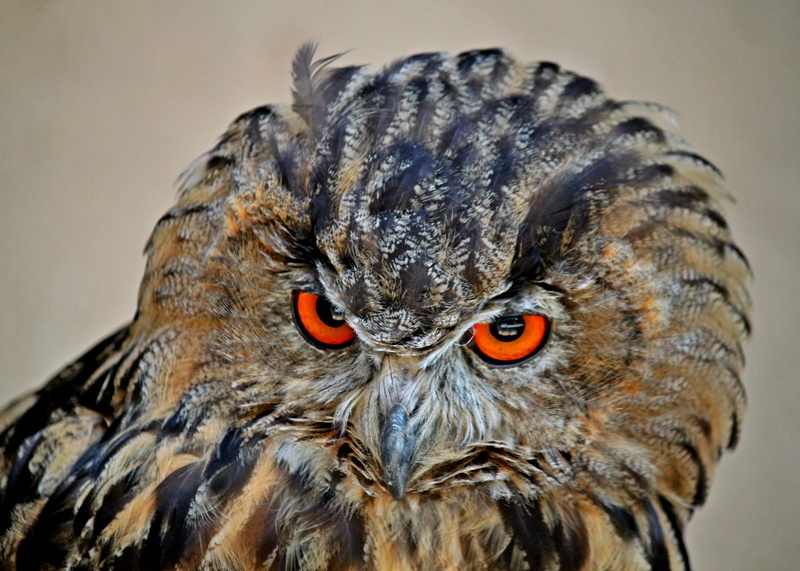 shallow, outdoors, animal head, owl, animal body part, animal eye, mouth open, bird of prey, nature, animals, one animal, head, animal mouth, eagle owl