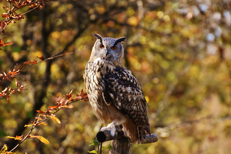 perching, animal world, plant, no people, wildlife photography, day, brown, branch, birds, animals in the wild, vertebrate, one animal, spring dress, falcon - bird