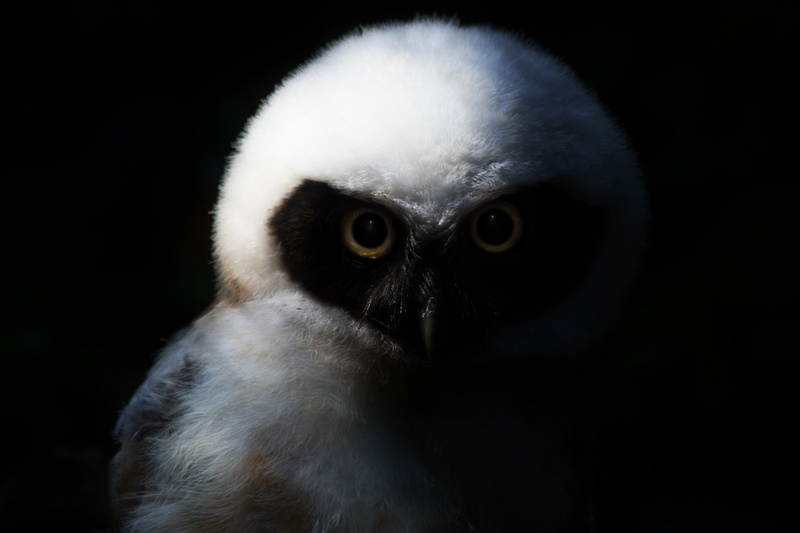 white color, yellow eyes, feather, animal wildlife, close-up, indoors, beak, close, bird, white, one animal, animal, owl, studio shot, eagle owl, raptor