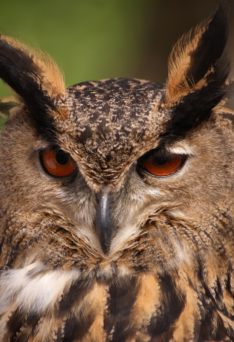 eagle owl, raptor, animal themes, close-up, Animal, bird portrait, no people, wildlife photography, falconry, close, nature, feather, bird of prey, plumage