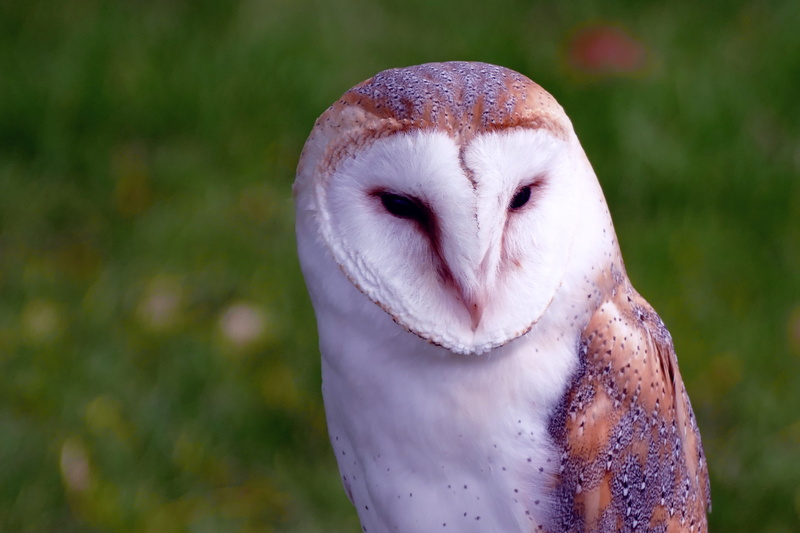 nocturnal, plumage, portrait, day, hunter, owl, beak, animal wildlife, carnivore, barn owl, head, wildlife, macro, bird, animal, bird of prey, brown, nature