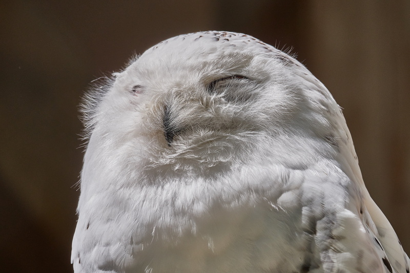looking, nocturnal, wisdom, animal body part, animal head, bird of prey, whisker, animals in the wild, day, feather, plumage, graceful, animal, fly, eyes closed