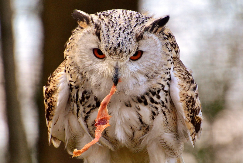 animal world, meat, animal wildlife, black, animals in the wild, bill, bird, wildpark poing, prey, barn, wild bird, brown, plumage, mouth, head, focus on foreground