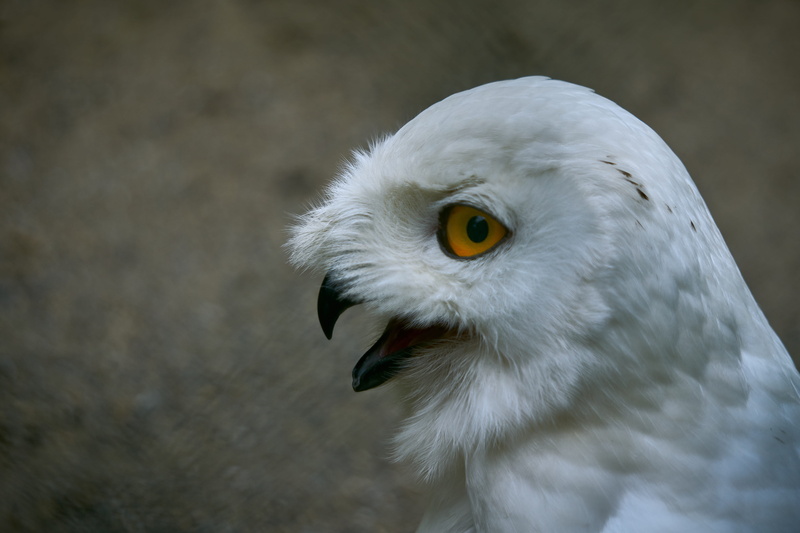 mystical, animal, white color, zoo, portrait, raptor, animal recording, beak, parrot, bird, animal wildlife, eagle, bird of prey, eye, focus on foreground