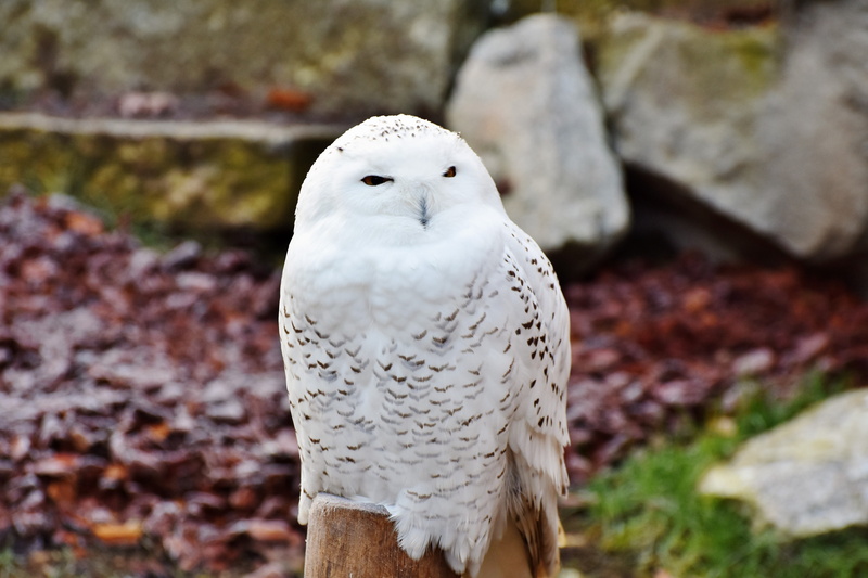 zoo, close-up, animal wildlife, day, zoo animal, one animal, bird, focus on foreground, raptor, vertebrate, animal themes, wood, animal, rock - object