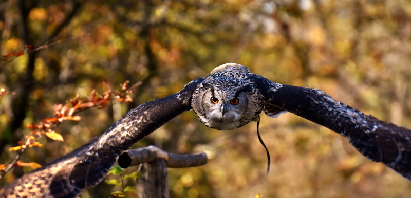 animal head, bird, one animal, bill, focus on foreground, plant, cute, mammal, photo, spring dress, forest, animal world, branch, tierpark hellabrunn, black color