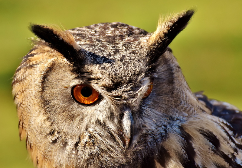 vertebrate, animal body part, day, nature, animals in the wild, birds, animal, fluffy, bird, gray, no people, spring dress, 4K, animal eye, plumage, one animal