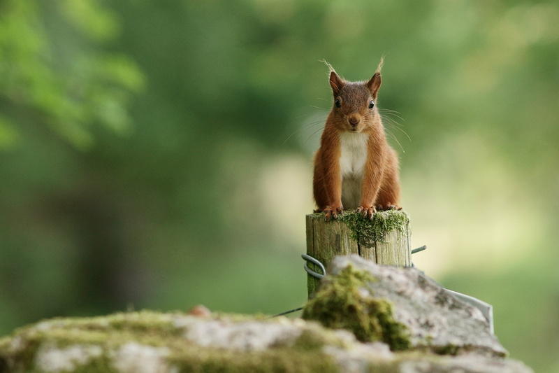 brown, post, 4K, fur, squirrel, animal, wildlife, outdoors, cute, mammal, wooden, nature, rodent, red, forest