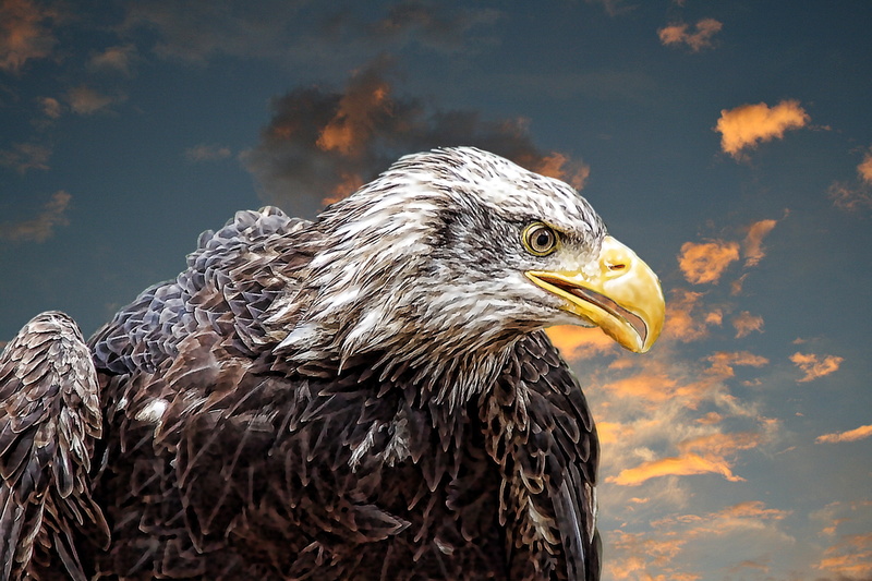 white tailed eagle, animal head, animal, illustration, animal body part, carnivore, griffin, animal eye, animal themes, coat of arms of bird, focus on foreground