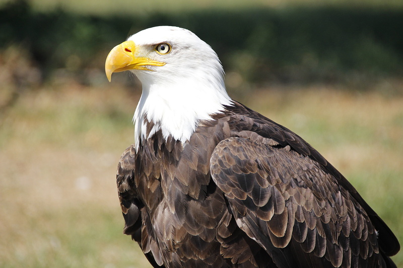 bird, one animal, beak, focus on foreground, looking away, profile view, animal world, no people, portrait, animal, adler, eagle - bird, graceful, animal themes