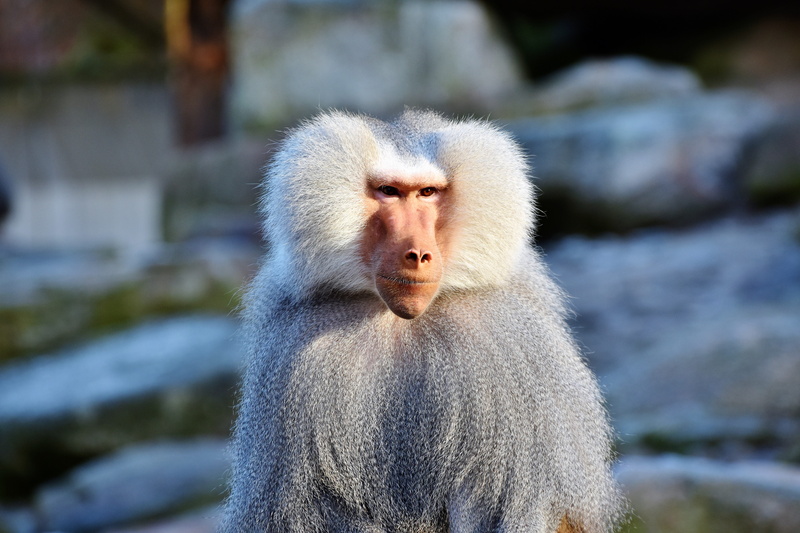animal wildlife, photography, focus, baboon, zoo, tierpark hellabrunn, animals in the wild, people, white, looking, animal body part, one animal, contemplation