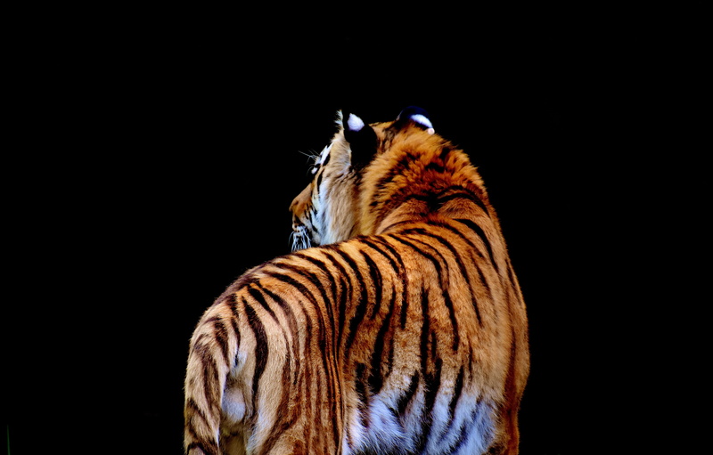 fur, animals in the wild, big cat, one animal, striped, cat, wildlife photography, copy space, predator, black background, beautiful, dangerous, munich
