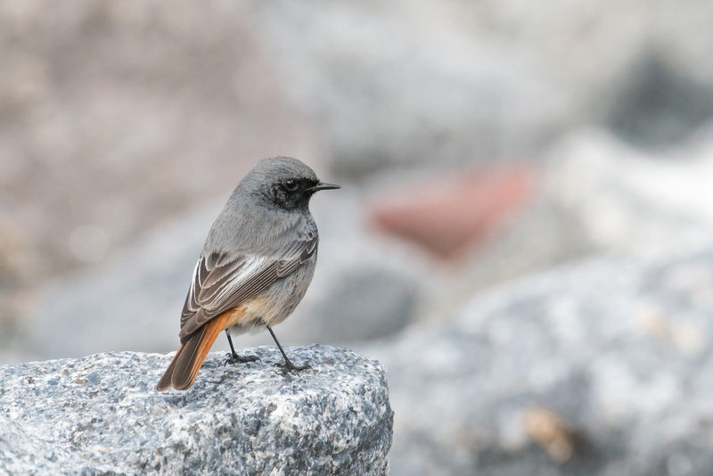 nature, surface level, phoenicurus ochruros, animal wildlife, solid, focus on foreground, black redstart, rock, perched, songbird, outdoors, one animal