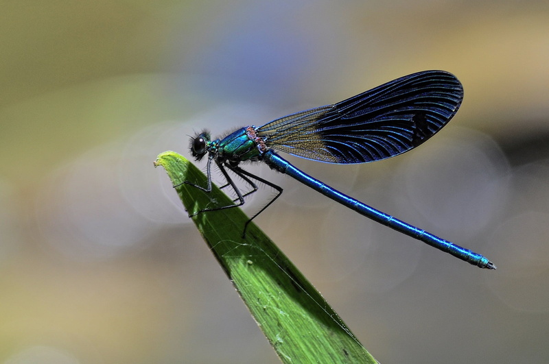 animals in the wild, macro, damselfly, nature, insect, animal wing, day, animal eye, focus on foreground, beauty in nature, animal themes, orthetrum albistylum
