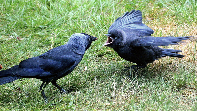 2K, group of animals, vertebrate, screaming, Jackdaw, wild animal, close, another, no people, animal themes, field, pride, face, animal world, close-up