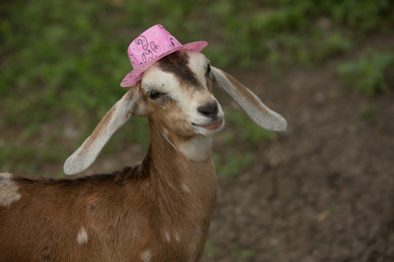 close-up, animal, Goat, happy, funny, vertebrate, young, Pink, pets, domestic animals, looking, domestic, brown, day, livestock, one animal, horned, looking away